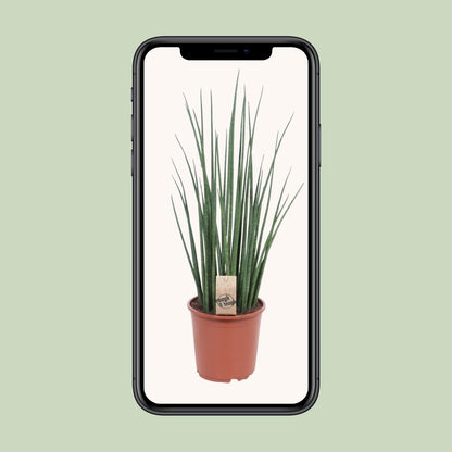 Kamerplant - Sansevieria Mikado - Pot Ø 19cm Hoogte ↕ 70cm