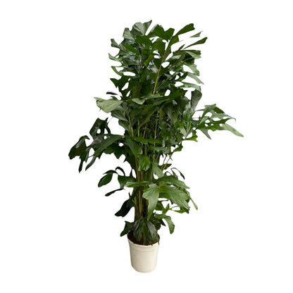 XL kamerplant - Caryota Mitis - Pot Ø 24cm Hoogte ↕ 160cm