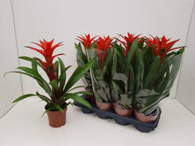 Kamerplant - Guzmania 'Amoretto' Blanco - Pot Ø 13cm Hoogte ↕ 55cm