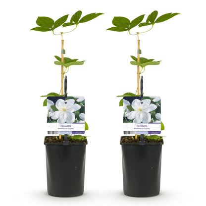 Buitenplant 2x Clematis 'Madame Le Coultre' - Klimplant - Bloeiend - Pot Ø 11cm Hoogte ↕ 40cm
