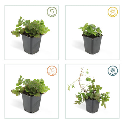 Buitenplant 12x Waldsteinia ternata - Vaste plant - Pot Ø 9cm Hoogte ↕ 10-25cm