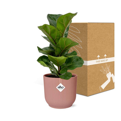 Kamerplant - Ficus Lyrata 'Bambino' - Pot Ø 14cm Hoogte ↕ 30cm