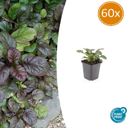 Buitenplant 60x Ajuga reptans 'Catlin's Giant' - Pot Ø 9cm Hoogte ↕ 10-25cm