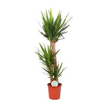 XL plant - Yucca Elephantipes - Pot Ø 24cm Hoogte ↕ 125cm
