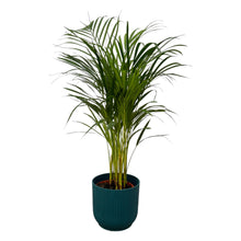 Kamerplant - Areca Palm - Inclusief Blauwe Pot D22xH20 - Pot Ø 19cm Hoogte ↕ 85cm