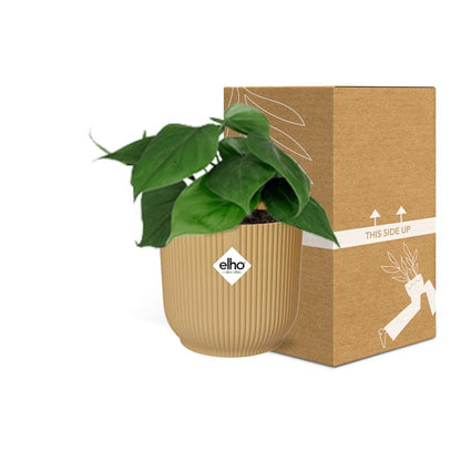 Kamerplant - Philodendron Scandens - Pot Ø 14cm