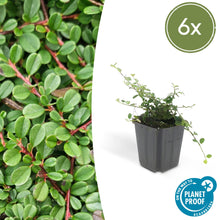 Buitenplant 6x Cotoneaster pr. 'Streib's Findling' - Pot Ø 9cm Hoogte ↕ 10-25cm