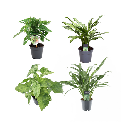 Kamerplant - Groen mix 4 planten - Monstera obliqua, Aglaonema Juliette, Syngonium Mottled, Aglaonema Cutlass