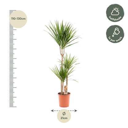 XL kamerplant - Dracaena Marginata - Pot Ø 21cm Hoogte ↕ 110cm