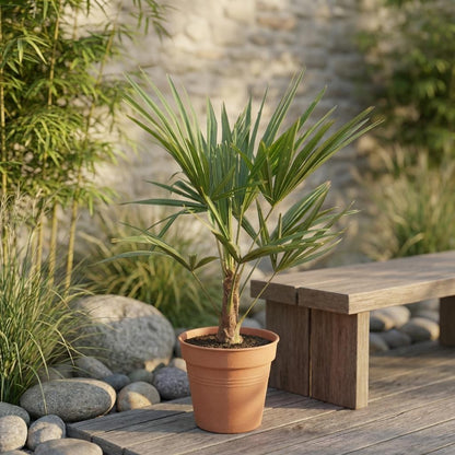 Buitenplant - Trachycarpus fortunei - Winterhard - Pot Ø 21cm Hoogte ↕ 90-100cm