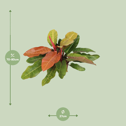 Kamerplant - Philodendron Prince of Orange - Pot Ø 27cm Hoogte ↕ 75cm