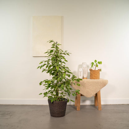 Kamerplant - Ficus benjamina Goldenking - Inclusief mand - Pot Ø 21cm Hoogte ↕ 95cm