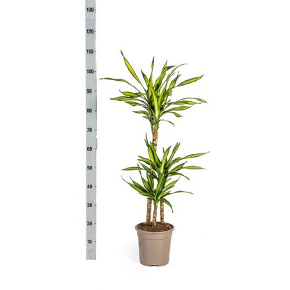 Kamerplant - Dracaena Deremensis Rikki - Pot Ø 21cm Hoogte ↕ 90-110cm