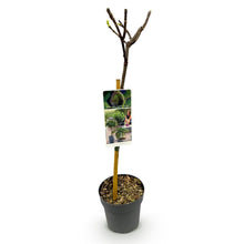 Buitenplant - Ficus carica 'Brown Turkey' op stam - Winterhard - Pot Ø 19cm Hoogte ↕ 90cm