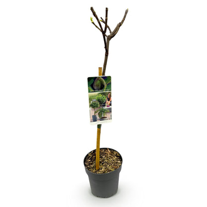 Buitenplant - Ficus carica 'Brown Turkey' op stam - Winterhard - Pot Ø 19cm Hoogte ↕ 90cm