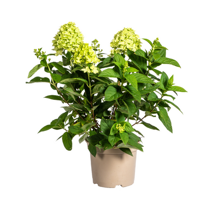Buitenplant - Hydrangea Paniculata Limelight - Bloeiend - Pot Ø 19cm Hoogte ↕ 40-60cm