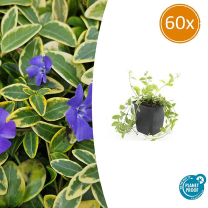 Buitenplant 60x Vinca minor 'Aureovariegata' - Bodembedekker - Pot Ø 9cm Hoogte ↕ 10-25cm