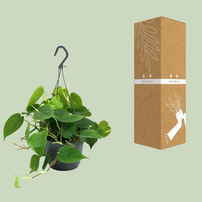 Kamerplant - Philodendron Scandens - Pot Ø 15cm Hoogte ↕ 35cm