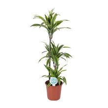 Kamerplant - Dracaena Lemon Lime - Pot Ø 24cm Hoogte ↕ 120cm