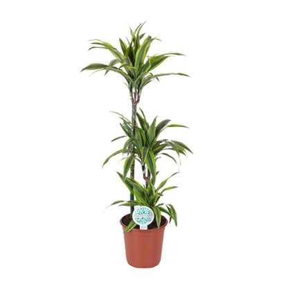 Kamerplant - Dracaena Lemon Lime - Pot Ø 24cm Hoogte ↕ 120cm