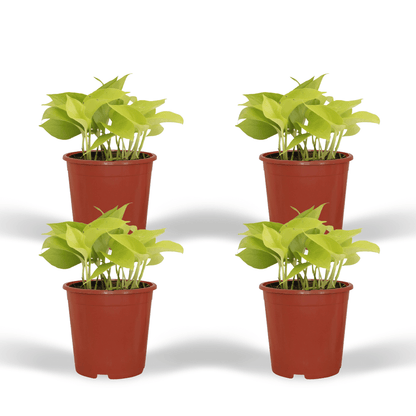 Kamerplant 4x Epipremnum Golden Pothos - Pot Ø 12cm Hoogte ↕ 15cm