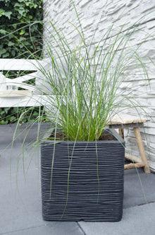 Buitenplant - Pennisetum alopecuroides 'Hameln' - Pot Ø 19cm Hoogte ↕ 40cm