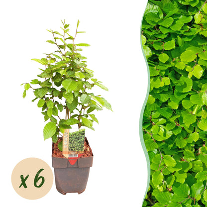 Buitenplant 6x Carpinus betulus - Haagplant - Pot Ø 17cm Hoogte ↕ 55cm