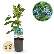 Buitenplant 2x Vaccinium corymbosum 'Goldtraube' - Fruitplant - Pot Ø 11cm Hoogte ↕ 40cm