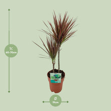 Kamerplant - Dracaena Marginata Bicolor - Pot Ø 19cm Hoogte ↕ 70cm