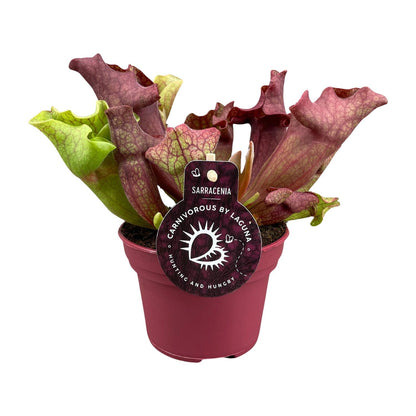 Kamerplant - Sarracenia - Pot Ø 12cm Hoogte ↕ 20cm