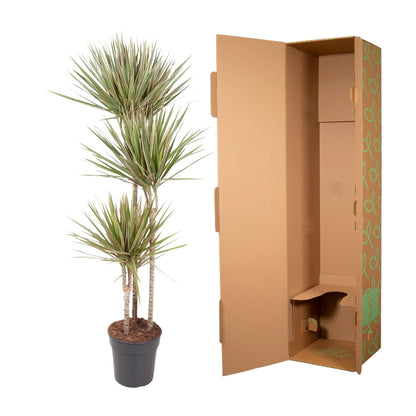 XL Kamerplant - Dracaena Bicolor - Pot Ø 24cm Hoogte ↕ 150cm