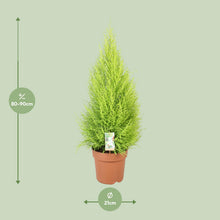Kamerplant - Cupressus Goldcrest Wilma - Pot Ø 21cm Hoogte ↕ 90cm