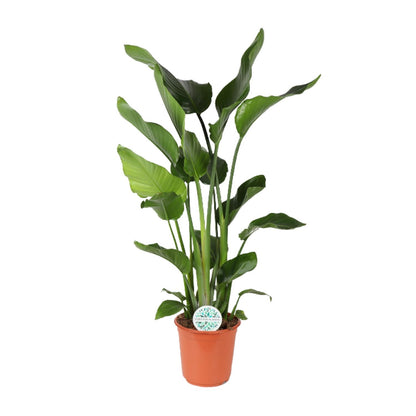 Kamerplant - Strelitzia Nicolai - Hoogte ↕ 35-250cm
