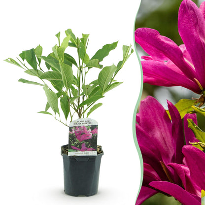 Buitenplant - Magnolia Susan - Bloeiend - Pot Ø 17cm Hoogte ↕ 45cm