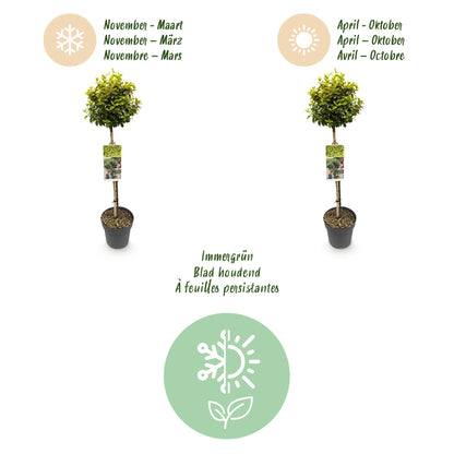 Buitenplant - Euonymus fortunei 'Emerald n Gold' op stam - Bladhoudend - Winterhard - Pot Ø 19cm Hoogte ↕ 90cm