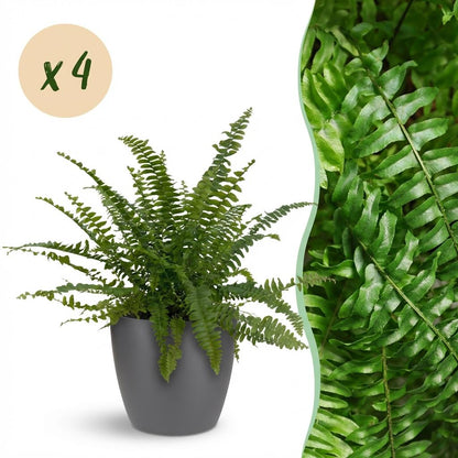 Kamerplant 4x Nephrolepis exaltata Green Lady - Pot Ø 12cm Hoogte ↕ 25cm