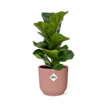 Kamerplant - Ficus Lyrata 'Bambino' - Pot Ø 14cm Hoogte ↕ 30cm