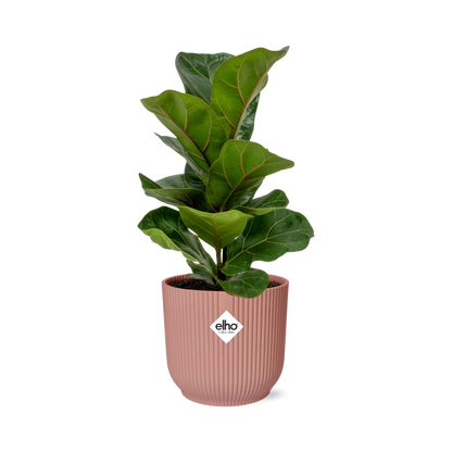 Kamerplant - Ficus Lyrata 'Bambino' - Pot Ø 14cm Hoogte ↕ 30cm