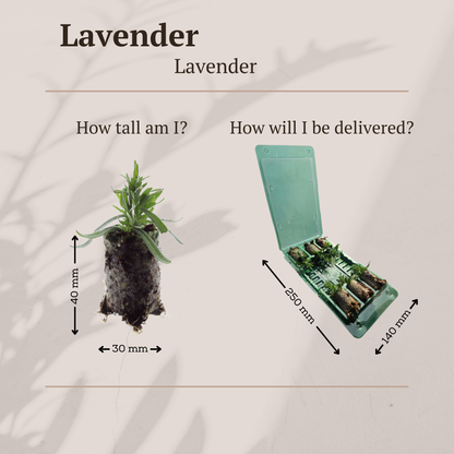 Buitenplant 6x Lavandula 'Hidcote' - Lavendel Pluggen - Bloeiend Winterhard