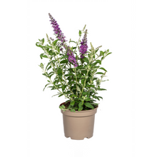 Buitenplant - Buddleja davidii Purple - Bloeiend - Pot Ø 19cm Hoogte ↕ 40-50cm