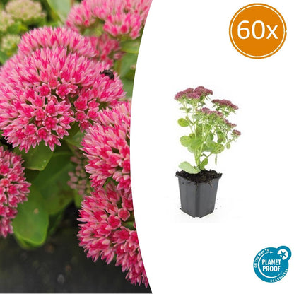 Buitenplant 60x Sedum 'Herbstfreude' - Bloeiend - Pot Ø 9cm Hoogte ↕ 10-25cm