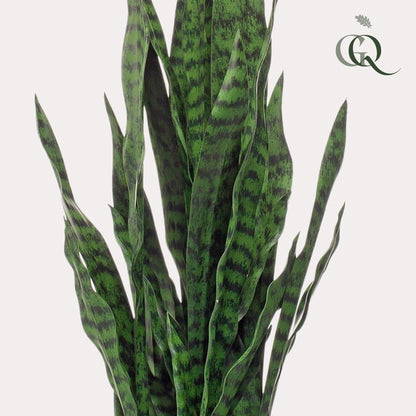 Kunstplant - Sanseveria Black Coral - Vrouwentong - Hoogte ↕ 97cm