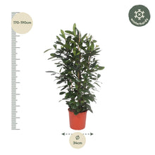 XL Kamerplant - Ficus Cyathistipula - Struikvorm - Pot Ø 34cm Hoogte ↕ 180cm