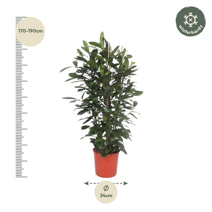 XL Kamerplant - Ficus Cyathistipula - Struikvorm - Pot Ø 34cm Hoogte ↕ 180cm