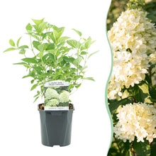 Buitenplant - Hydrangea panniculata 'Limelight' - Bloeiend - Pot Ø 17cm Hoogte ↕ 50cm