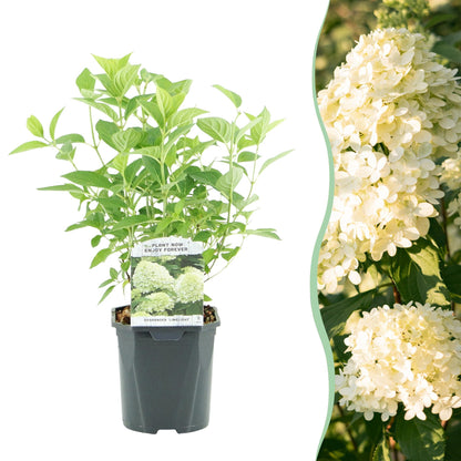 Buitenplant - Hydrangea panniculata 'Limelight' - Bloeiend - Pot Ø 17cm Hoogte ↕ 50cm