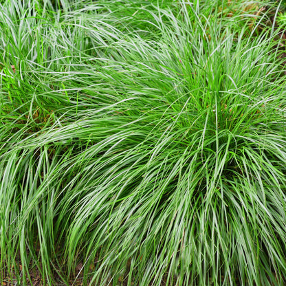 Buitenplant - Carex oshimensis 'Intense Green' - Groenblijvend - Winterhard - Pot Ø 17cm Hoogte ↕ 50cm
