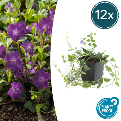 Buitenplant 12x Vinca minor 'Atropurpurea' - Pot Ø 9cm Hoogte ↕ 10-25cm