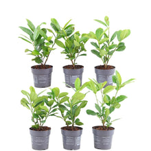 Buitenplant 6x Prunus laurocerasus 'Rotundifolia' - Winterhard - Haagplant groenblijvend