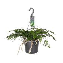 Kamerplant - Davallia Bullata - Hangplant - Pot Ø 17cm Hoogte ↕ 30cm